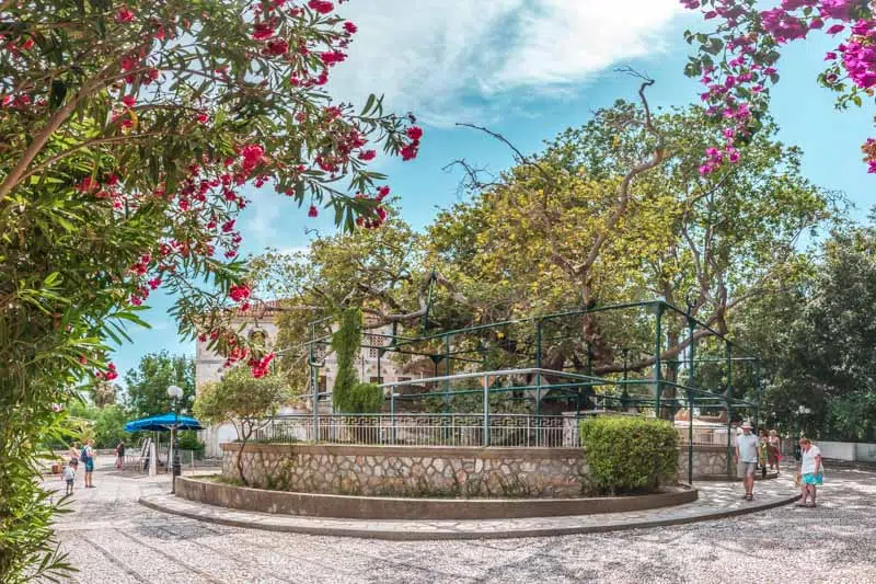 Kos Adası Gezilecek Yerler | Hipokrat Ağacı